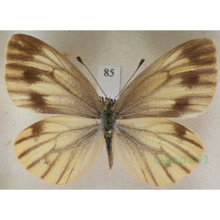 Pieris bryoniae (Hübner, 1806) female Bielinek bryonie Slovakia84